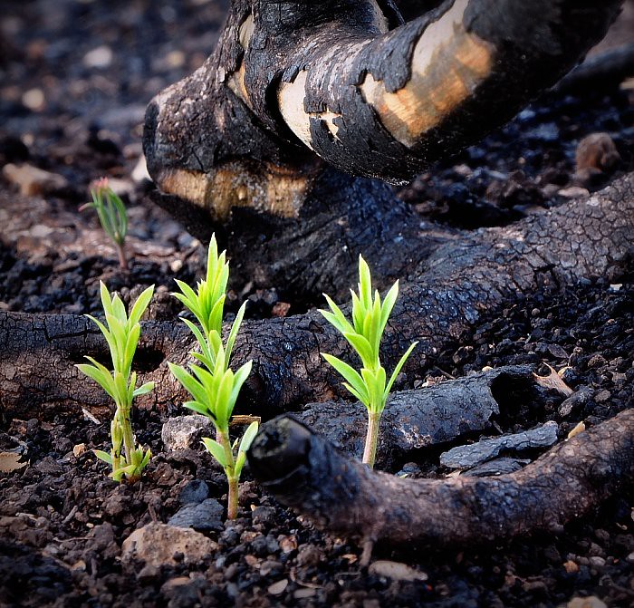 What is Post Traumatic Growth?